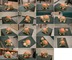 tortoise-photos.png [4.6Mo]